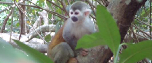 Mono-ardilla-posible-caso-de-maltrato-animal.jpg