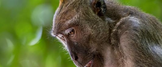 Monos-accidente-estados-unidos.jpg