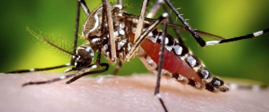 Mosquito-trasmisor-dengue-Colprensa.jpg