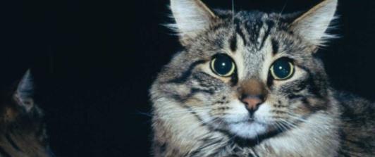 Muerte-de-gatos-en-el-mundo-por-gripe-aviar-la-nueva-alerta-de-la-OMS.jpg