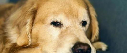 Murio-un-perro-en-un-avion-de-Brasil-¿Que-paso-que-hasta-el-presidente-Lula-da-Silva-se-pronuncio.jpg
