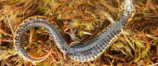 Nueva-especie-de-largatija-descubierta-en-Peru.jpg