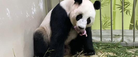 Panda-Singapur-Cachorro.jpg