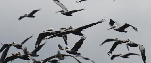 Pelicanos.jpg