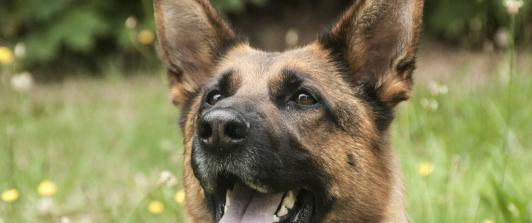 Perro-Policia-Cocaina.jpg
