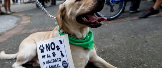 Perro-arrollado-en-Marinilla.jpg