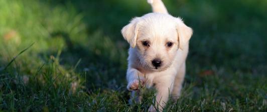 Perro-mascota-foto-Pixabay.jpg