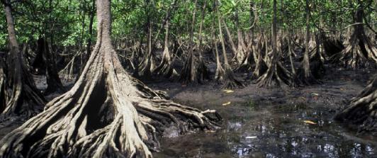 Preguntas-que-deberiamos-hacernos-sobre-los-manglares-en-Colombia-1.jpg