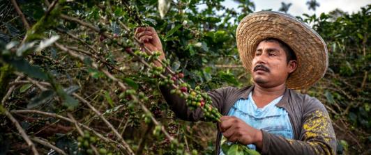 Produccion-Cafe-Julio.jpg