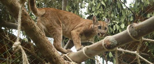 Puma-Bogota.jpg