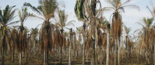 Que-es-lo-que-mas-se-cultiva-en-La-Guajira.jpg