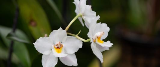 Regresa-la-Exposicion-Nacional-de-Orquideas.jpg