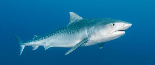 Tiburon-tigre-foto-WWF.jpg