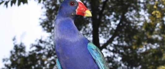 Tinguas-Aves-Bogota.jpeg