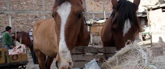 Traccion-Animal-Barranquilla.jpg