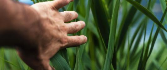 Vacantes-Empleo-Agricola.jpg