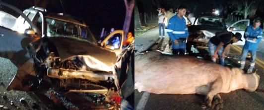 Vehiculo-colisiono-con-hipopotamo-en-autopista-Medellin-Bogota_-dejo-dos-heridos-1.jpg