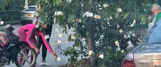 aparecen-billtes-en-arbol-de-cali.jpg