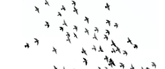 aves.jpg