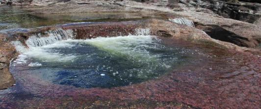 cano-cristales-colp.jpg