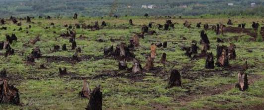 colombia-primer-puesto-asesinato-lideres-ambientalistas.jpg