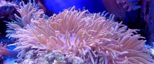 coral-1053834_1280.jpg