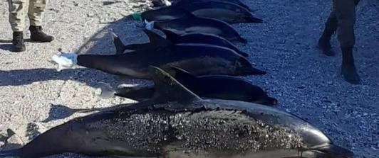 delfines-muertos-argentina.jpg
