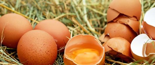 dia-mundial-del-huevo-caracteriscas.jpg