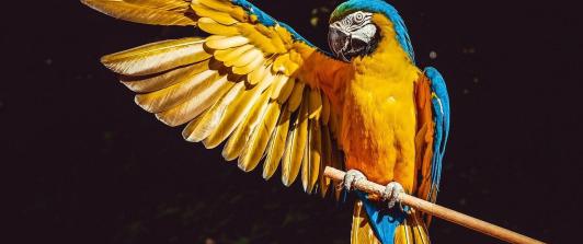 guacamaya-amarilla-azul.jpg
