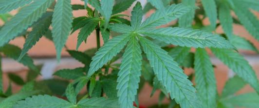 hojas-marihuana.jpg