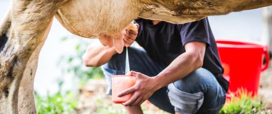 man-milking-cow.jpg