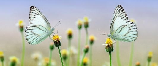 mariposas.jpg