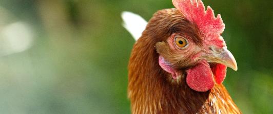 pollos-1.jpg