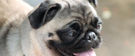 pug-2316809_1920.jpg