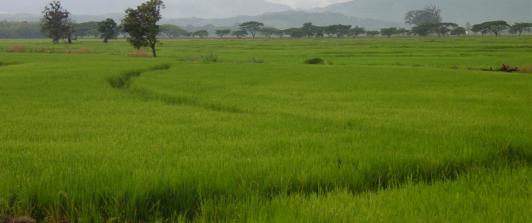 sector-arrocero.jpg
