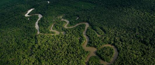 selva-amazonica.jpg