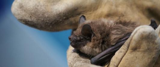 vampiro-coronavirus.jpg
