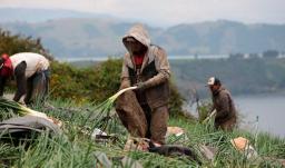 24 mil personas encontraron trabajo en el sector agropecuario