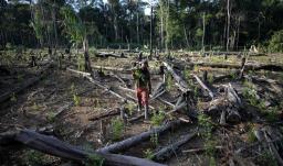 Bosque deforestado.