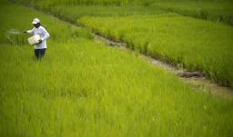 Cultivador de arroz.