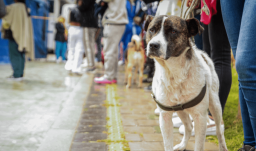 Los animales son seres sintientes y no cosas: Corte Constitucional