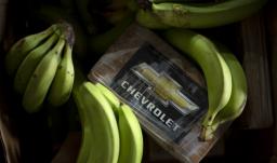 Droga escondida en cargamento de banano.