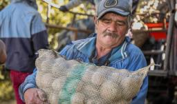 MinAgricultura ofrece alivios al sector papero: condonaciones de hasta el 100%