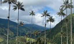 Valle del Cocorá. / Foto: ProColombia.