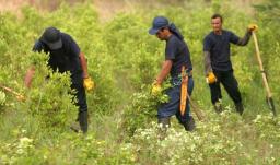 sustitución de cultivos ilícitos en Nariño