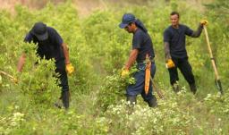 Sutitución de cultivos lícitos