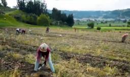 Convocatoria fondo emprender para firmantes de paz que trabajan en el campo