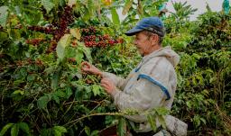 Productos como el café y la acuicultura lideran el crecimiento del agro que, entre enero y septiembre de 2025, superó el promedio nacional con un 4,1%. 