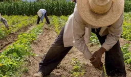 Jurisdicción Agraria sigue estancada en el Congreso