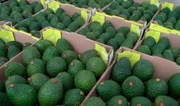 Exportación de aguacate Hass. / Foto: ICA.